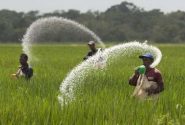 تامین بذر و کود شیمیایی کشاورزان کهگیلویه و بویراحمد