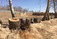 هشدار دادستان درباره قطع درختان در اراضی کشاورزی