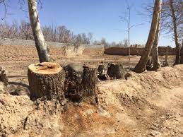 هشدار دادستان درباره قطع درختان در اراضی کشاورزی