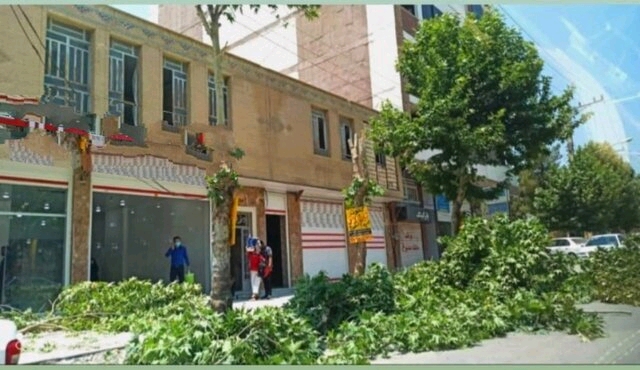 توضیحات مسؤولان در خصوص قطع درختان خیابان معلم یاسوج