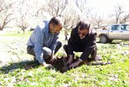 نهال کاری در ۱۰ هکتار از اراضی ملی دشتک دیل گچساران انجام شد