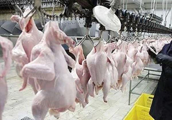 یک کشتارگاه به علت اخلال در بازار مرغ نقره داغ شد