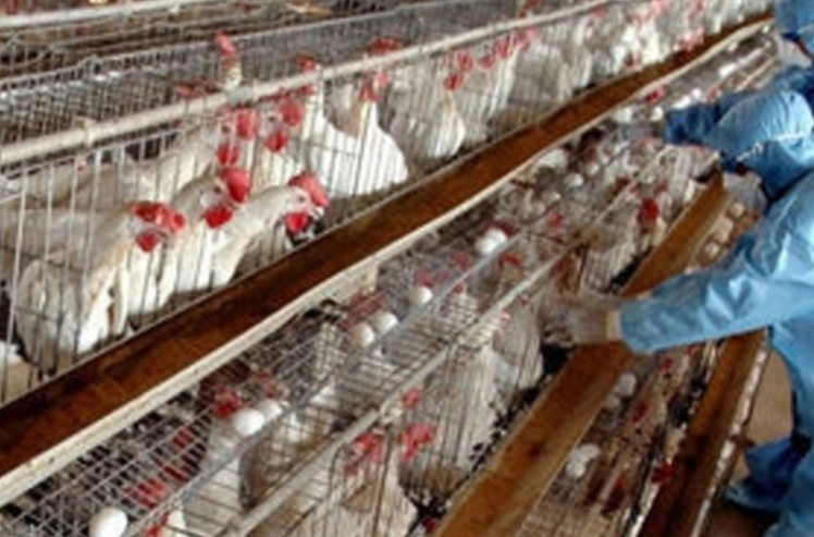 تاکنون هیچ نشانه ای از بیماری و تلفات پرندگان ناشی از آنفلوآنزای فوق حاد پرندگان در استان مشاهده نشده است