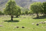 دومیلیون درخت تا پایان سال جاری در کهگیلویه و بویراحمد غرس می شود